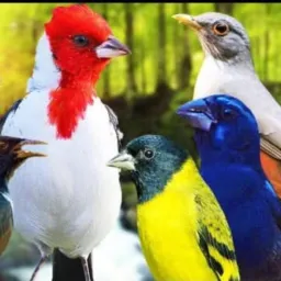 Pássaro pra dispos todos região 🦜🦜