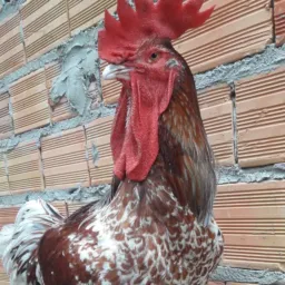O NORTE UNIDO PELA GALINHA BALÃO TRADICIONAL, E A GALINHA BALÃO DE BAIXA GRANDE 🐓