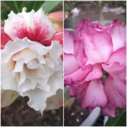 BLV floricultura