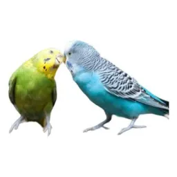 Aves Exóticas & Canários Belgas ( 31 )
