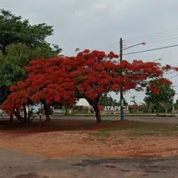 Setor Flamboyant Oficial