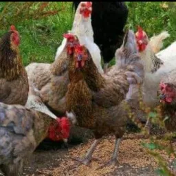 Aves Animais de Sitio Vendas Trocas DDD 51 53 54 55 RS🐓🐔🦆🦃🪿🐴🐷🐂🐏