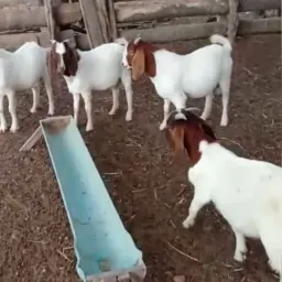 RIFA 6 CABRITOS🐐🐐