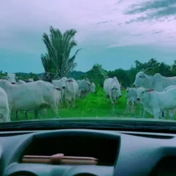 AMIGOS DA PECUÁRIA O AGRO NÃO PARA