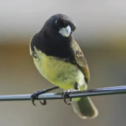 Rifa de um papa capim tui tui fogoso e bem em gaiolado