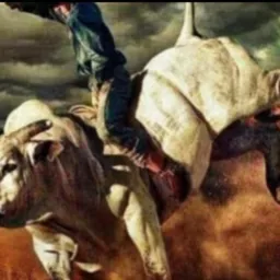 Cowboy e vaquejada