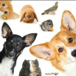 ANIMAIS BRICK/DOAÇÕES /ACHADOS E PERDIDOS