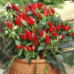 Louco(a) por pimentas! 🌶️