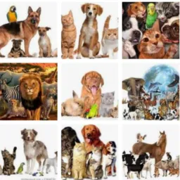 vendas só animais Tefe !!!🐔🐷🦆😺🐰🐶🦜🦃