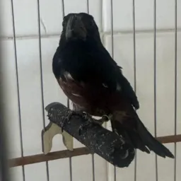 Rolo e venda só aves