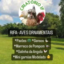 Rifa - Criatório IF Aves Ornamentais