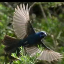 PÁSSAROS DF ENTORNO GAMBIRA