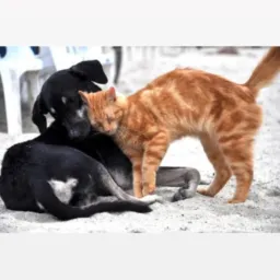 🐶Adote! Dê um lar à um animal. 🐕🦺🐈❤️