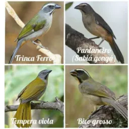 🇸🇲Valqueires só aves RJ 🐦🦅🇸🇲
