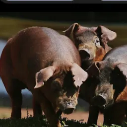 Vendas de suíno GRANJA PINHEIRO