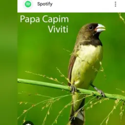 🕊️Melhor grupo de pássaro🪺