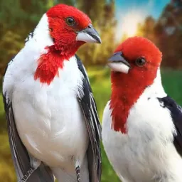 Rifas de pássaro tops....guraciabens🐦🐦⬛🦜