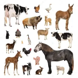 Vendas e Briks de Gados, cavalos, ovelhas, cabritos, Aves & Passaros Bagé e Região 🐴🐄🐏🐖🦙🐑🐃🦒🦓🐆🐪🦏