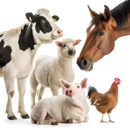Vendas de 🐓🐄🐖🐏🐎🫏🐑🐕