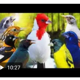 Melhores alves estão aqui