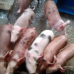 Venda de leitao e leitoa caipira e Java porco são José dos Campos zona leste .