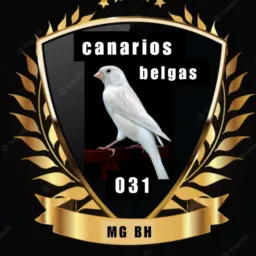 Canários belga DDD 31