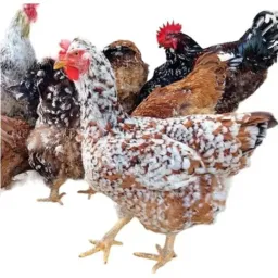 ADMIRADORES DA GSB🐔🌵Galinha Sertaneja Balão🐣