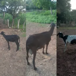 RIFA DE 03 CARNEIROS + 100 EM PIX