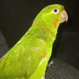Animais a venda🤫🦜
