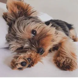 🐾🐕 ♥️PETS LOVE RJ ♥️🐶🐾