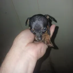Doações/Vendas de pets🐱🐶