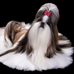 🦋 SOMENTE VENDA DE SHIHTZU BRASIL