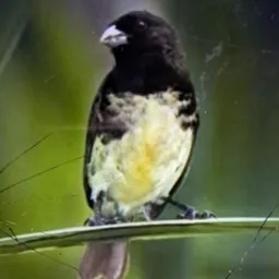 Só criador forte