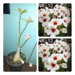 RIFA E VENDAS Vilma jardim rosas e vasos