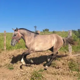 Vendas Animais 🐎