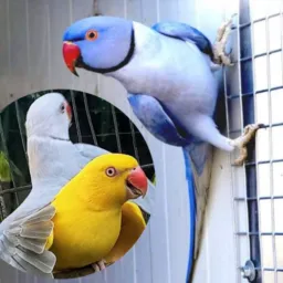 AVES: MANEJO e GENÉTICA
