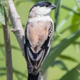 Lote 868/tijolinho/nova sepetiba rolo e venda de aves sta.cruz RJ 🌾🌾🦜🐦⬛🚀👊🤙