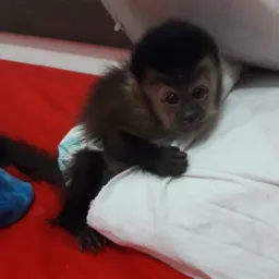 Aniversário da zaza