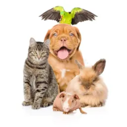 Briks de animais