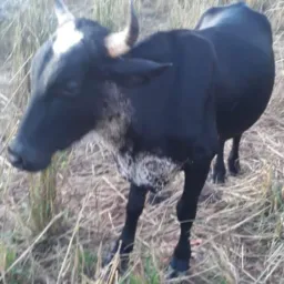 AGUARDANDO OS PAGAMENTOS🐂🐂🍀🍀