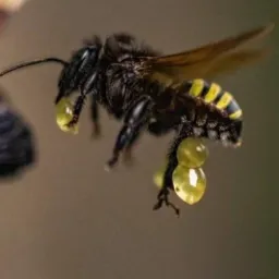 🍀Sorteios🍀 Vendas de Abelhas sem Ferrão..Nativas Do Brasil.