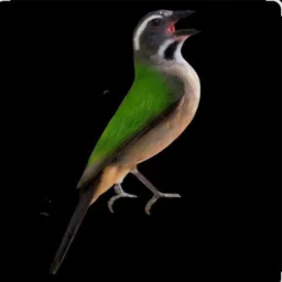 Assessórios para as aves #shopee