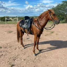 RIFA DE UM PORDO