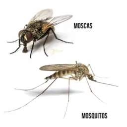 INCENSOS MATA MOSQUITOS ORIGINAL