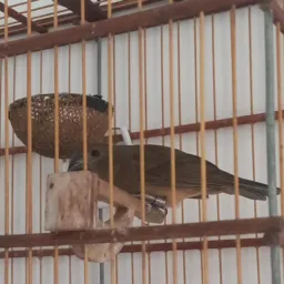 TROCA E VENDA DE AVES