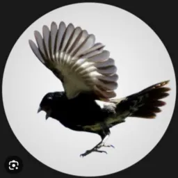 Joga pra rolo das aves, Sepetiba x Santa cruz  🐦‍⬛