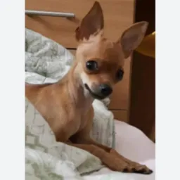 Criadores e vendas Pinscher