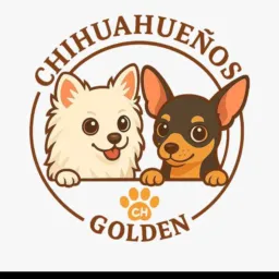 Sorteio pinscher 🐶