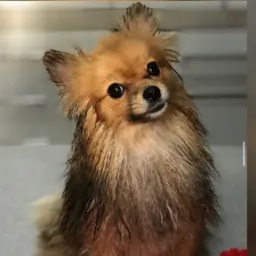 Vendas e doações de Pets,somente Pets!!!!sem discussão,se não concorda com valores chama no Privado!