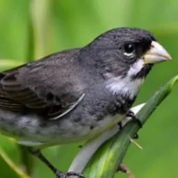 Só pássaros região sul, venesa,,forquilhinha,,criciuma e outros .